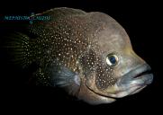 PARATILAPIA POLLENI - male 25cm..