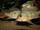 GEOPHAGUS SP . RIO NEGRO - MALE fight