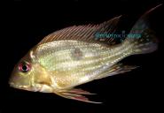 GEOPHAGUS SP . RIO NEGRO - MALE .