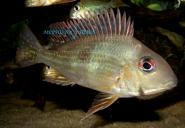 GEOPHAGUS SP . RIO NEGRO - FEMALE