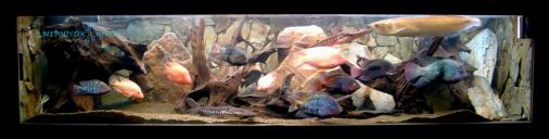 1200 L - KINGDOM OF BIG CICHLIDS