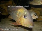 GEOPHAGUS ALTIFRONS RIO TOCANTIS - MALE