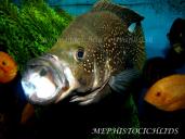 PARATILAPIA POLLENI - male