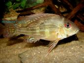 GEOPHAGUS SP . RIO NEGRO - FEMALE