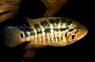 PARACHROMIS MOTAGUENSIS - FEMALE 16 cm