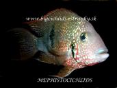 THORICHTHYS ELIOTI - BIG SAMEC 17cm